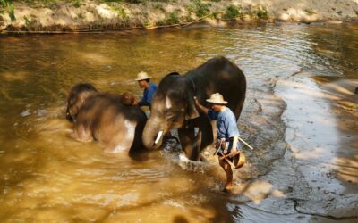 Ist der Besuch eines Elefantencamp moralisch vertretbar?