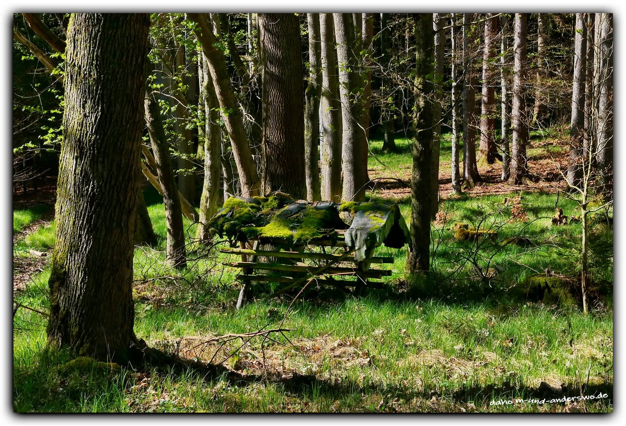 frühlingsradeln-im wald-die stauden