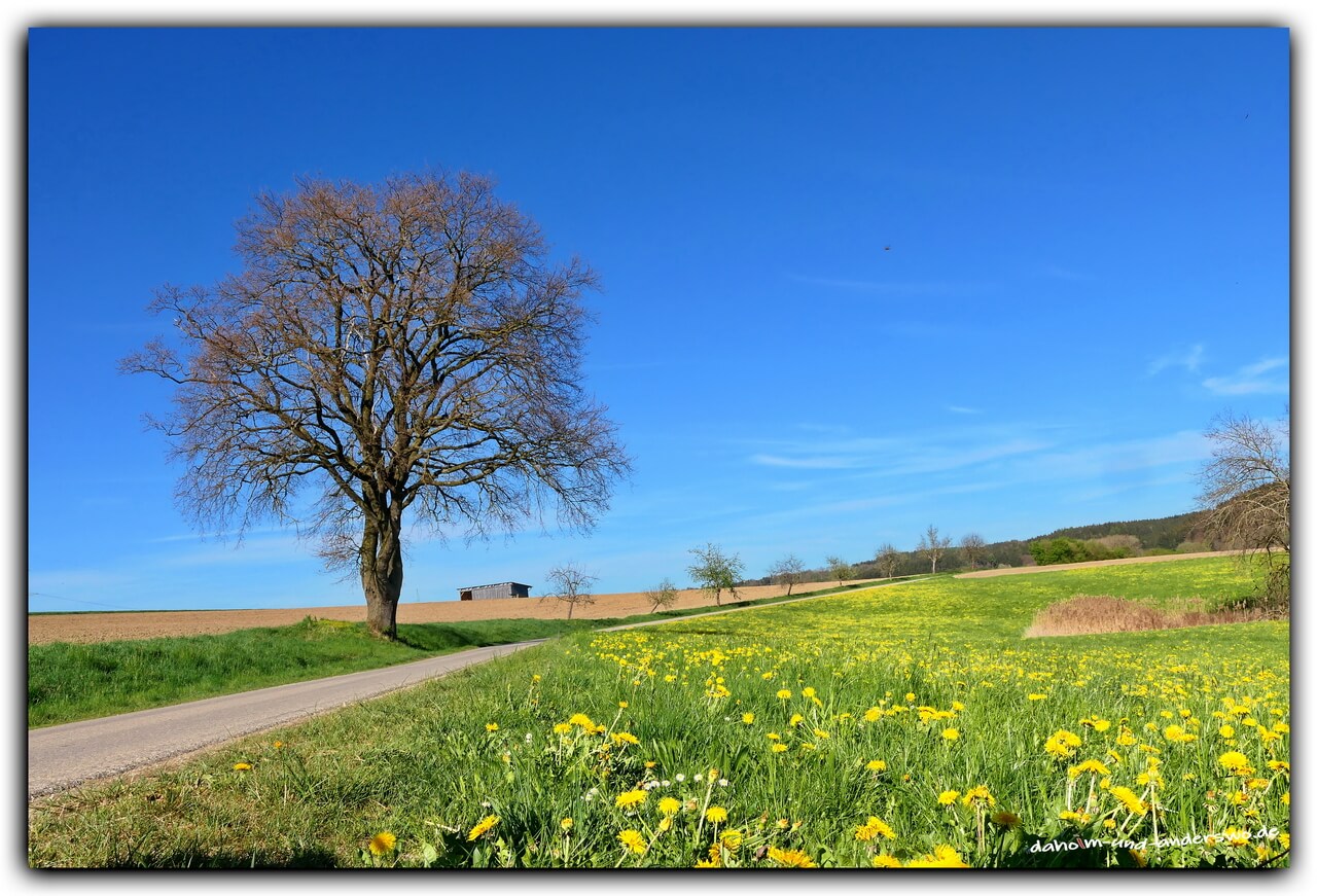 gumpenweiler-die stauden-frühling-obstbäume 01