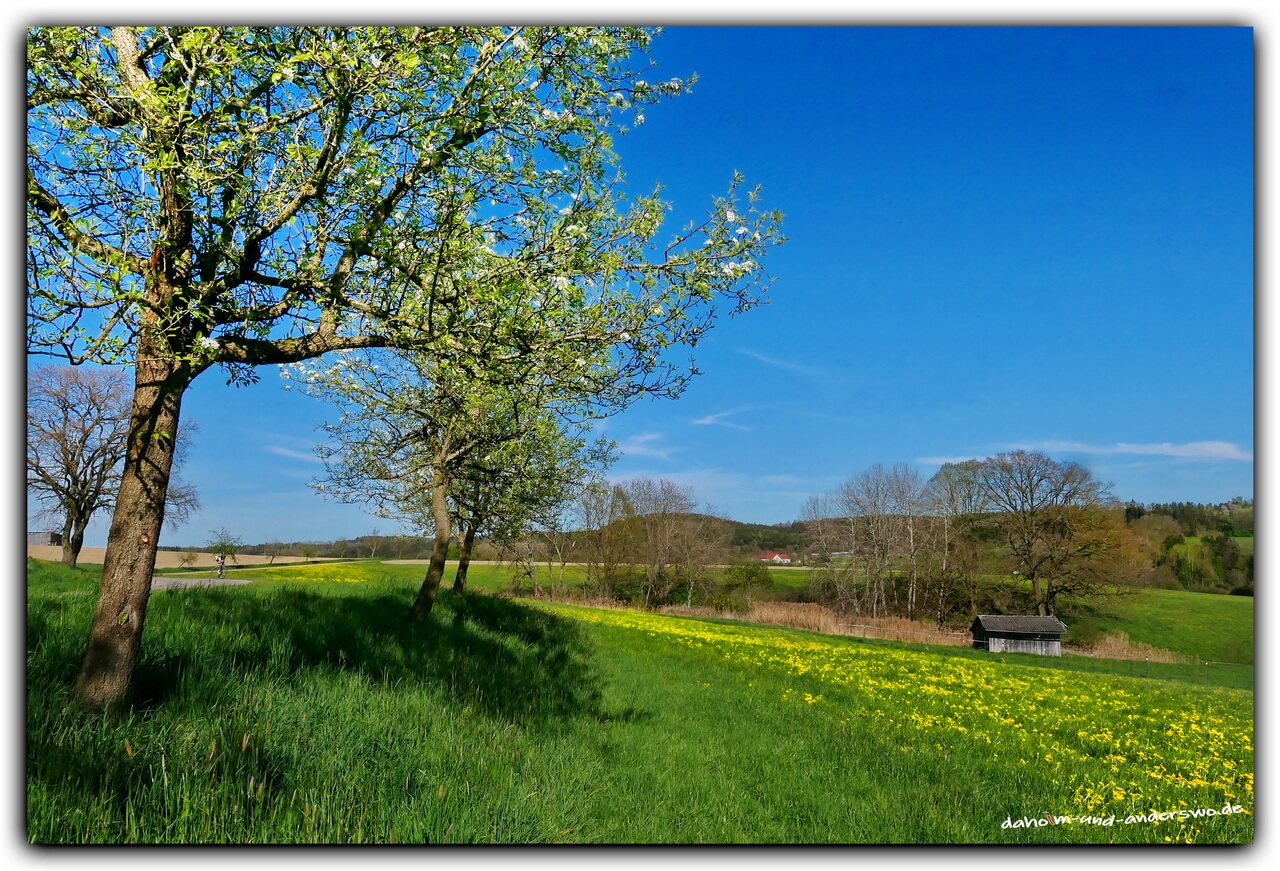 gumpenweiler-die stauden-frühling-obstbäume 02