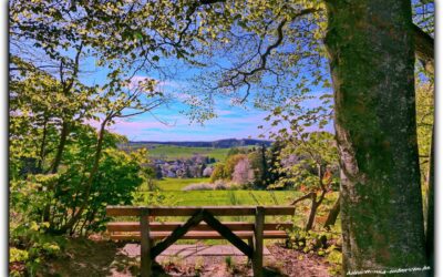 Kleine Staudenrunde im Frühling