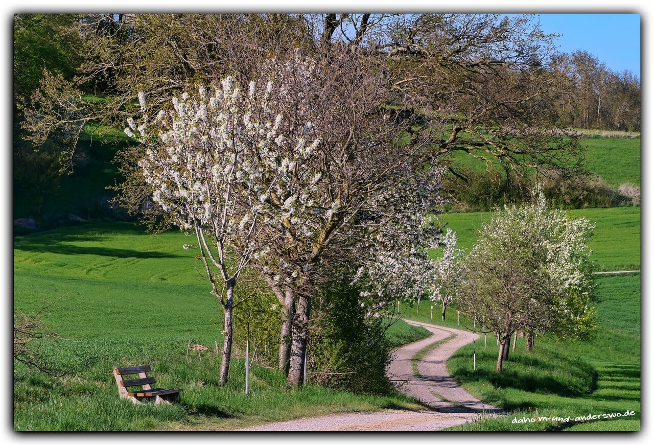langenneufnach-streuobstweg-fruehling-bluehende Baeume 01
