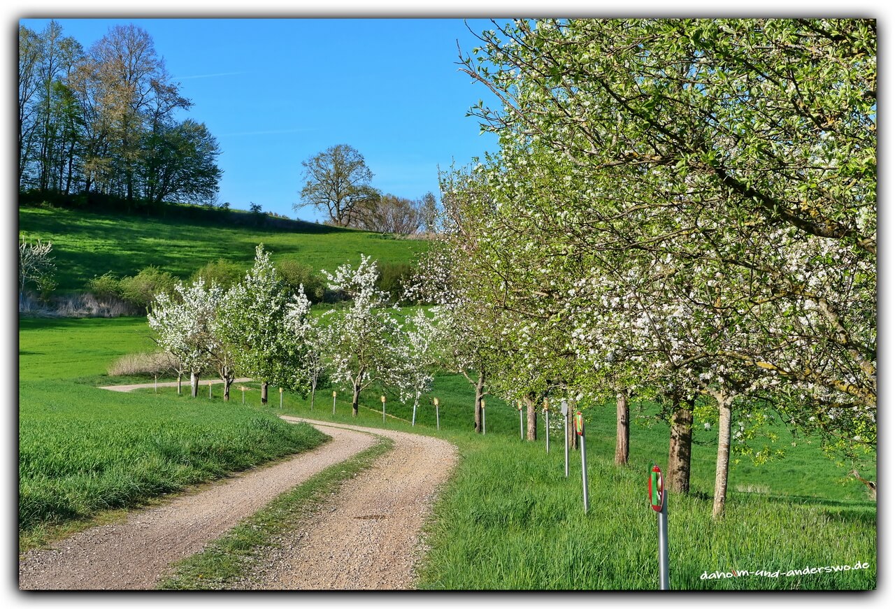 langenneufnach-streuobstweg-fruehling-bluehende Baeume 02
