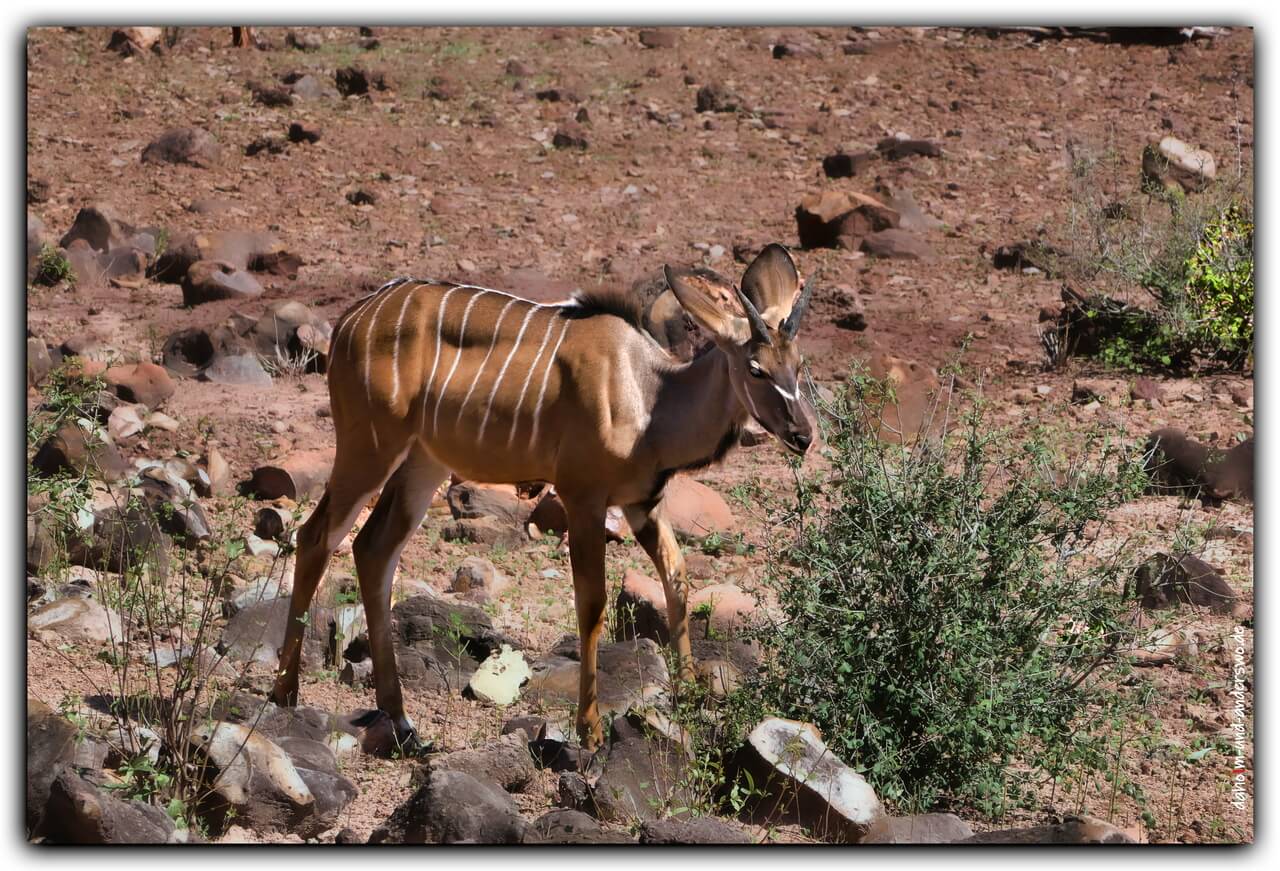 01 namibia-tiere-antilope 03