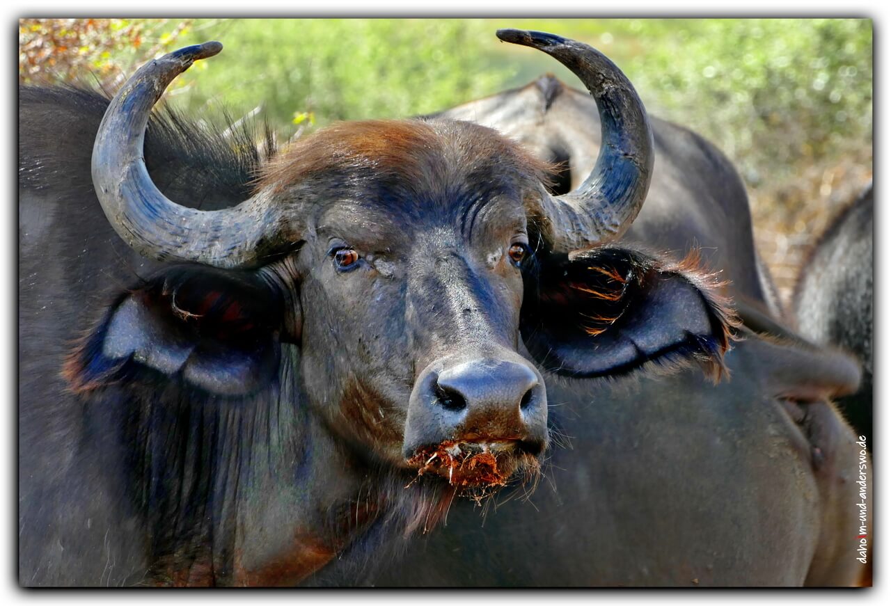 01 namibia-tiere-büffel 01