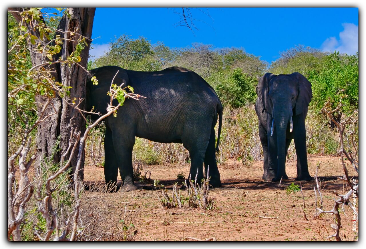 01 namibia-tiere-elefanten 04