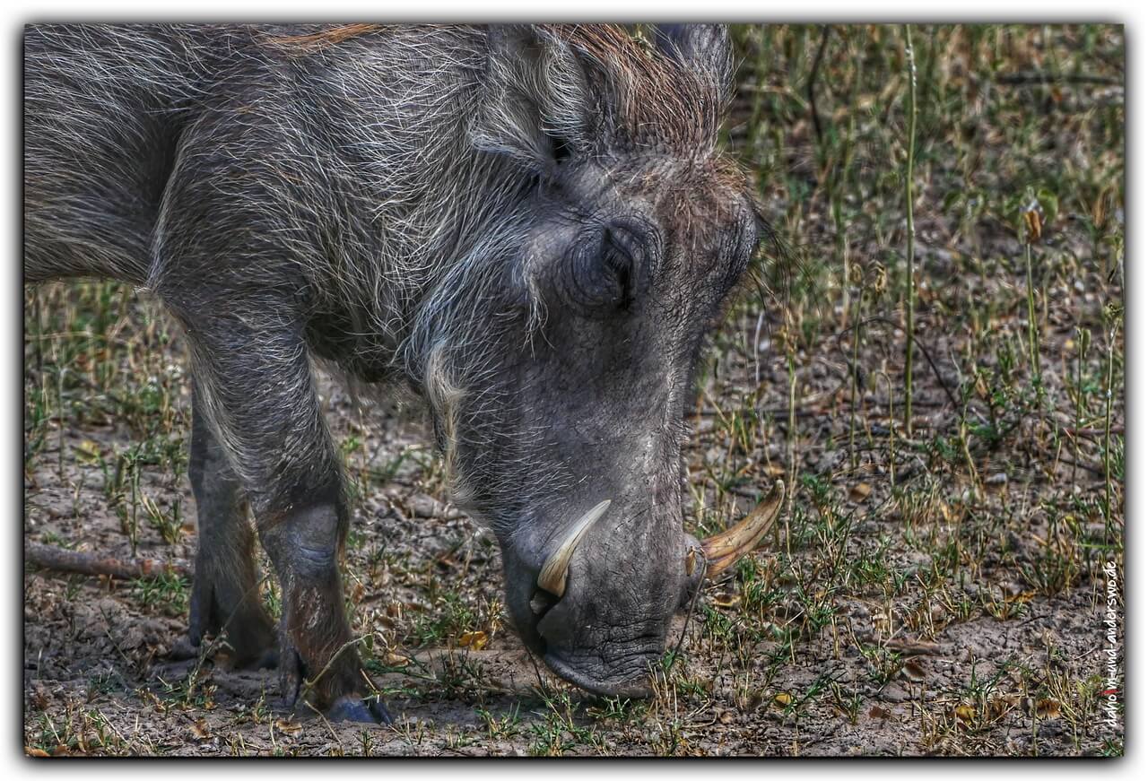 01 namibia-tiere-warzenschwein 02
