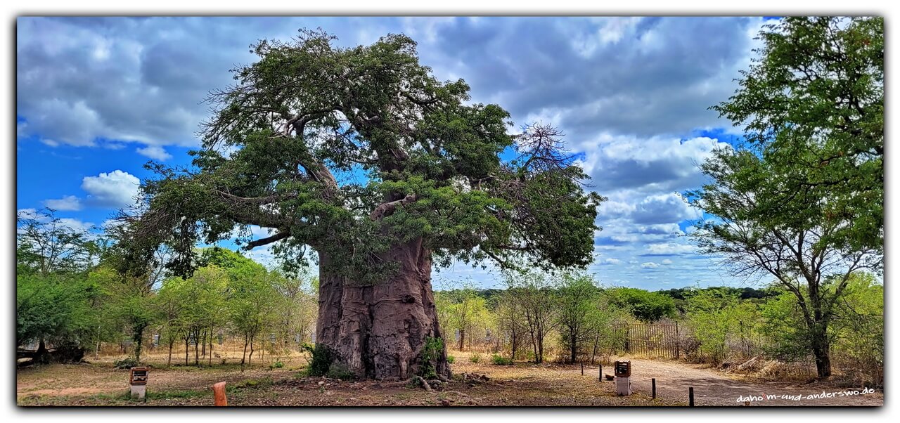 baum-botswana