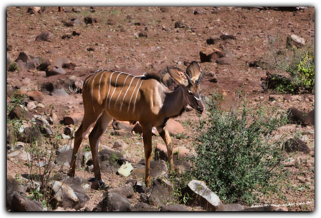botswana-chobe nationalpark-antilope 02
