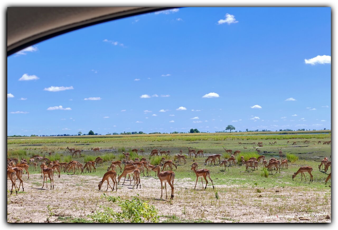 botswana-chobe nationalpark-antilope 04
