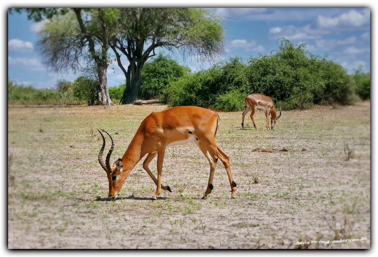 botswana-chobe nationalpark-antilope 06