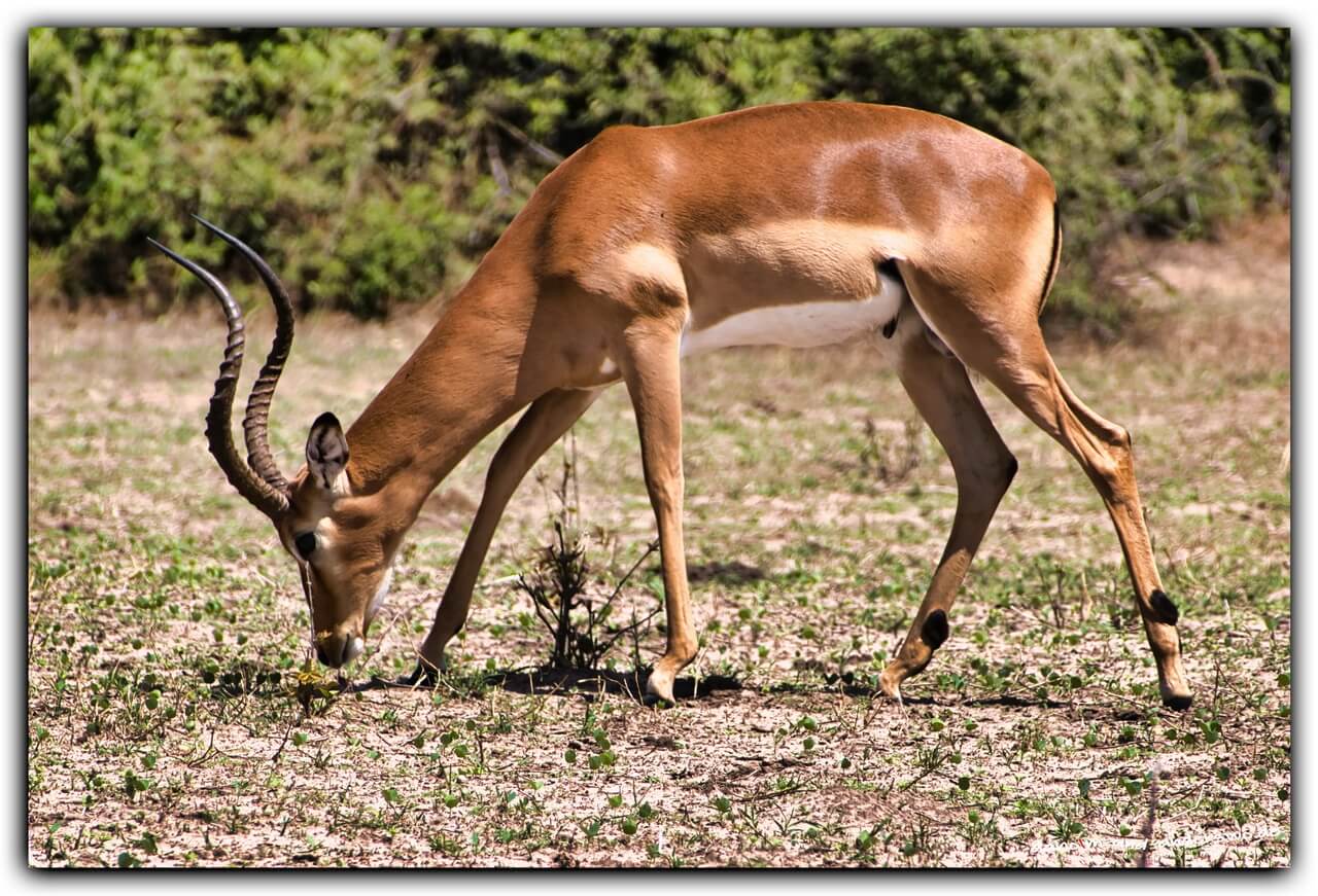 botswana-chobe nationalpark-antilope 07