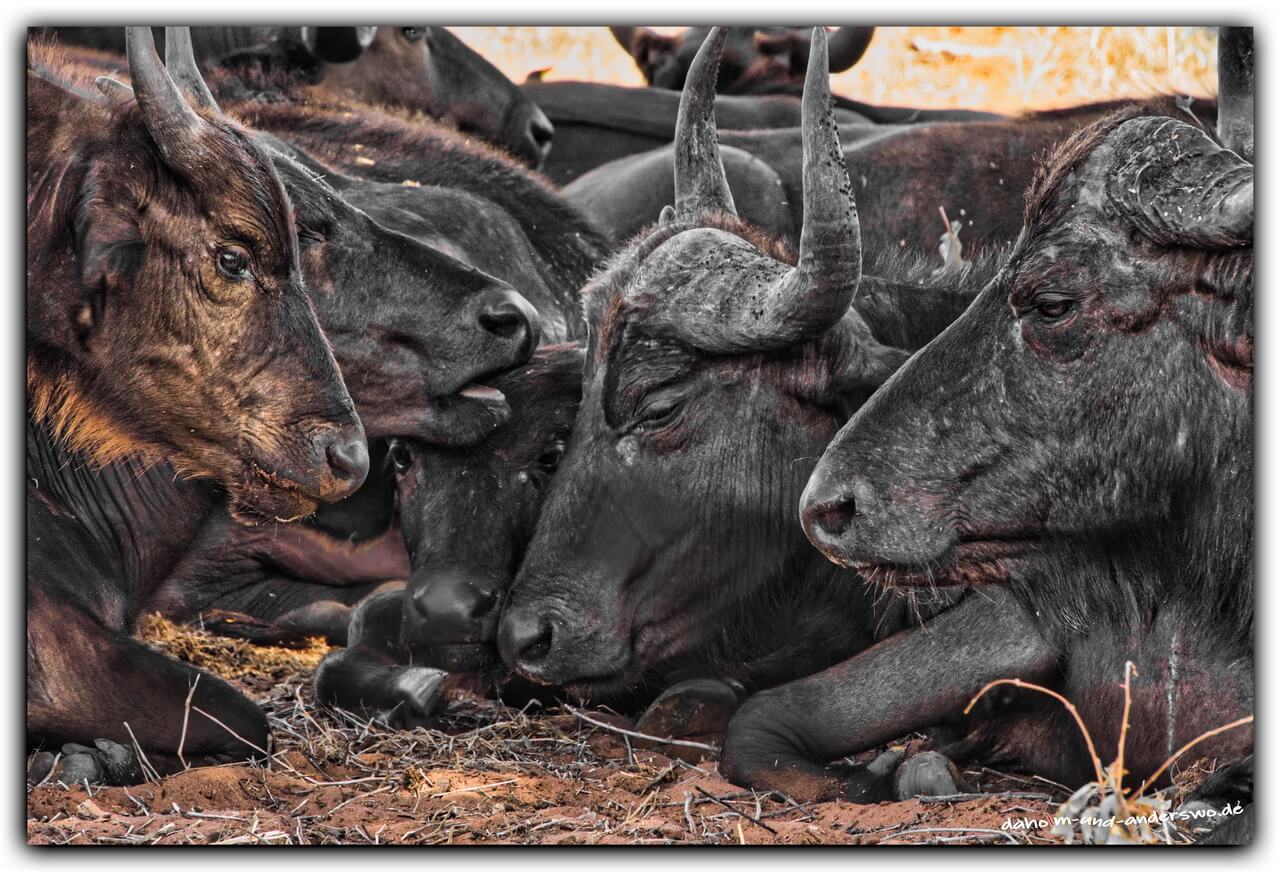 büffel-botswana-chobe river-chobe nationalpark-büffel 17