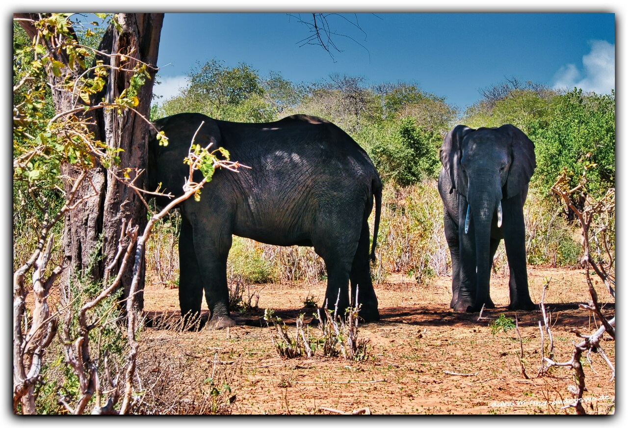 elefanten-botswana-chobe nationalpark-elefanten 02
