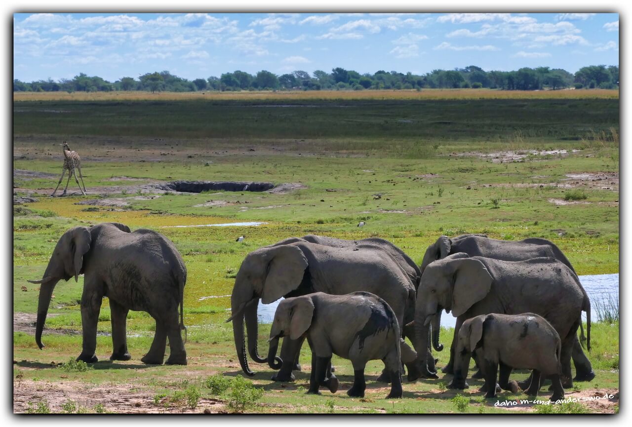 elefanten-botswana-chobe nationalpark-elefanten 03