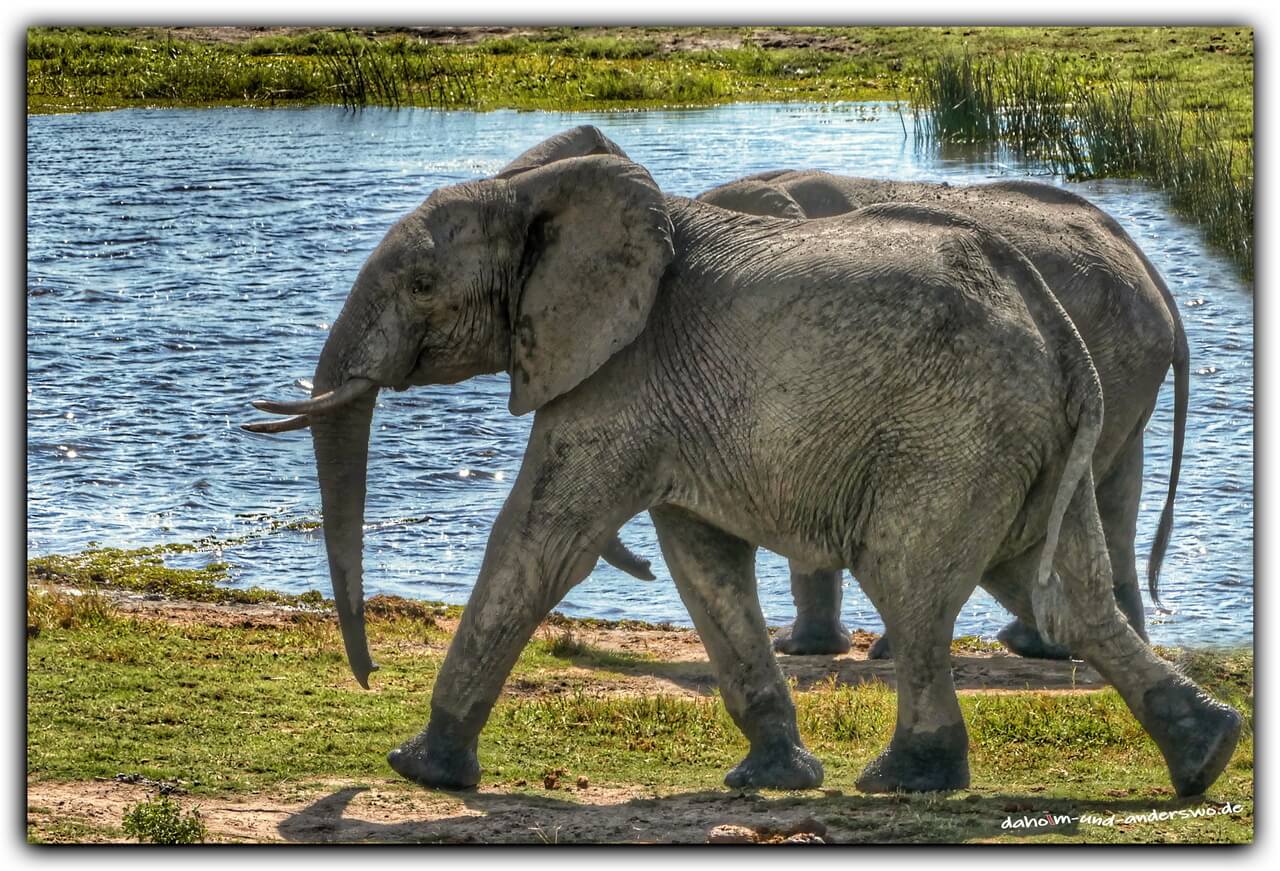 elefanten-botswana-chobe nationalpark-elefanten 04