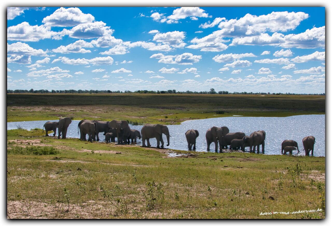 elefanten-botswana-chobe nationalpark-elefanten 05