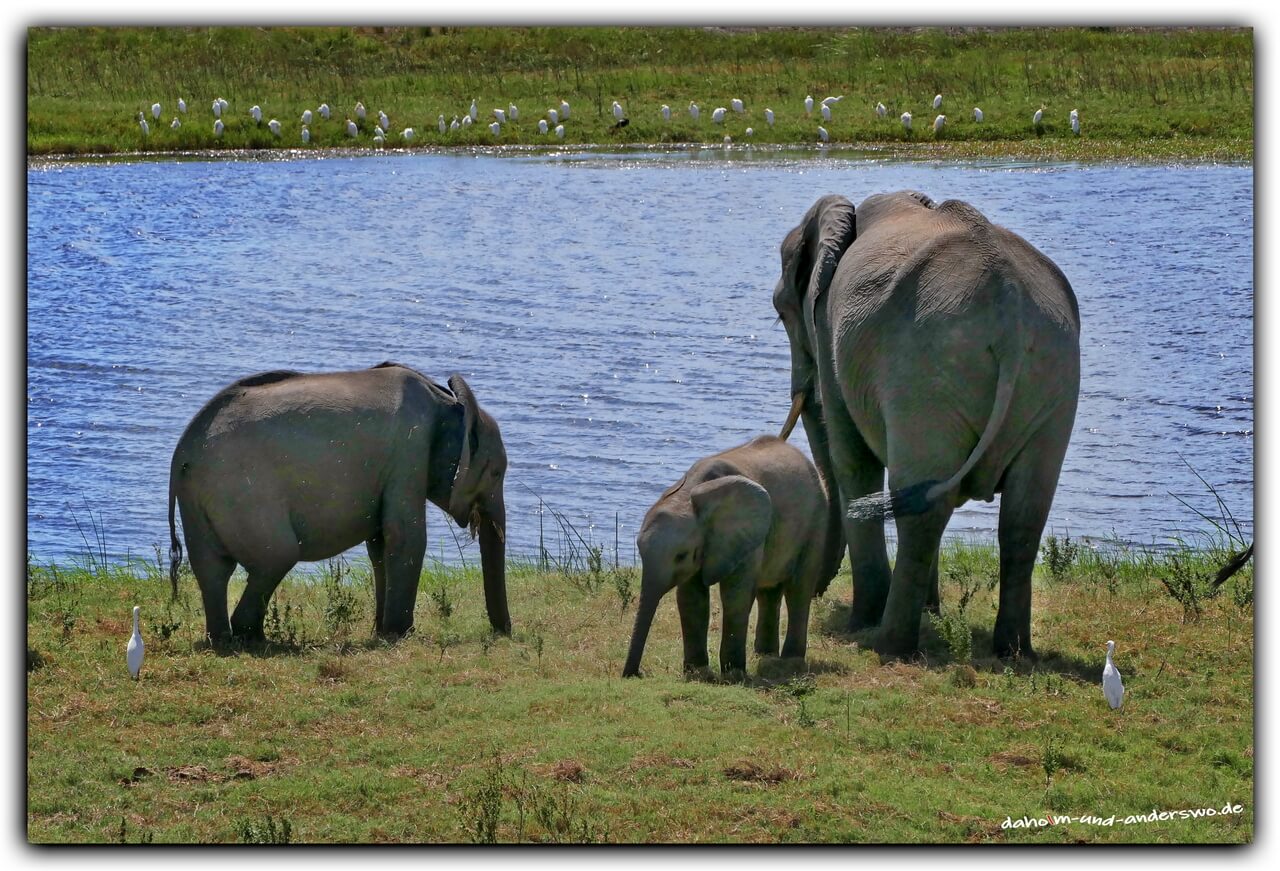 elefanten-botswana-chobe nationalpark-elefanten 06