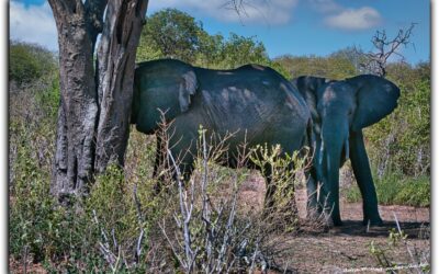 Game Drive in Botswana