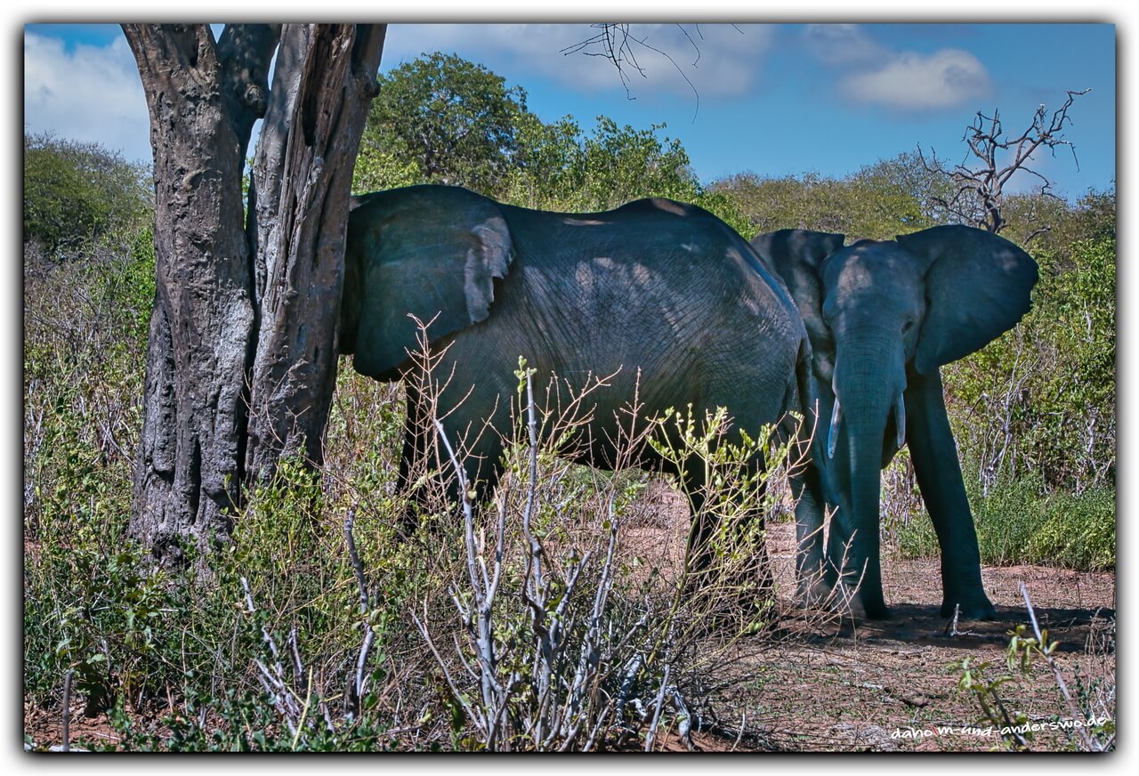 elefanten-botswana-chobe nationalpark-elefanten 07