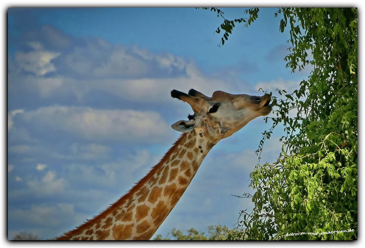 giraffen -botswana-giraffe-chobe river-chobe nationalpark 01