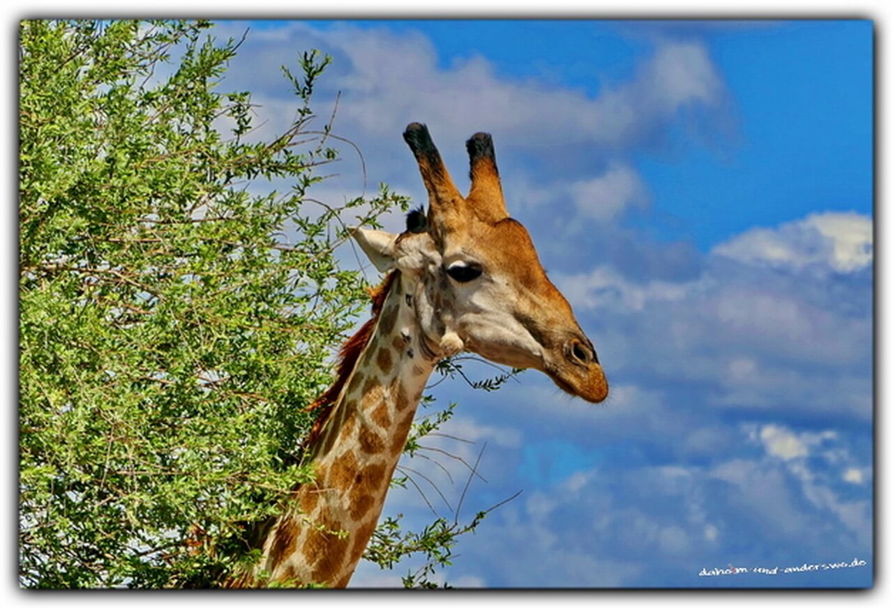 giraffen -botswana-giraffe-chobe river-chobe nationalpark 03