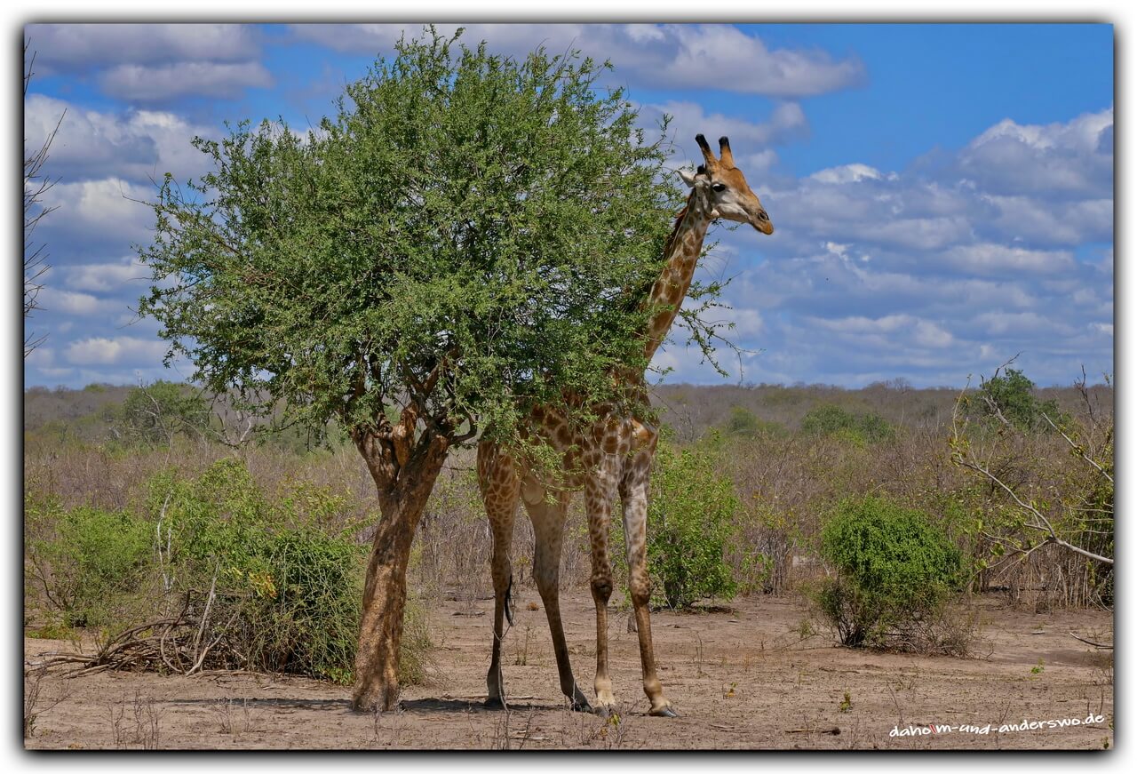 giraffen -botswana-giraffe-chobe river-chobe nationalpark 04