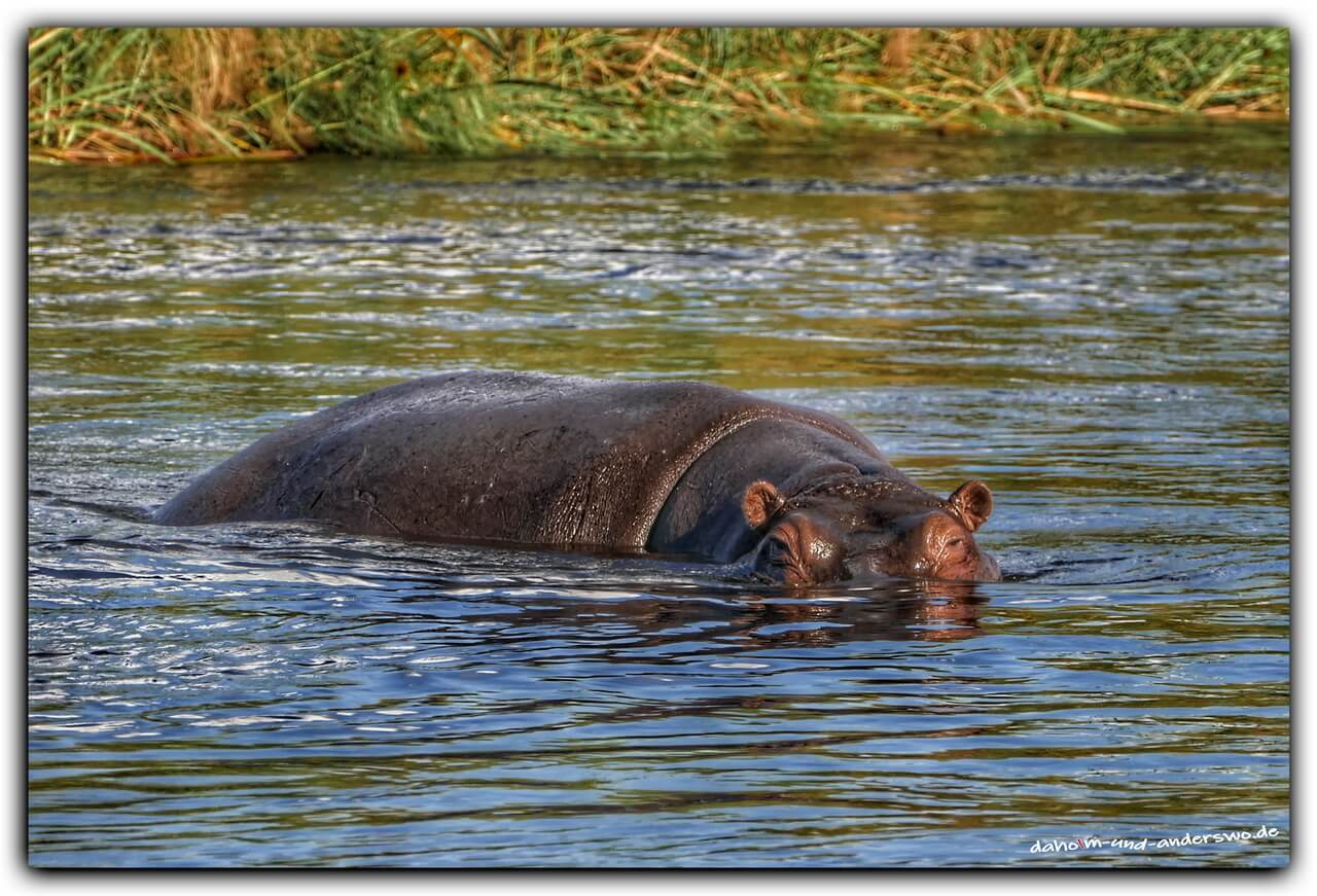 namibia-hippos-nilpferd- kongola river 01