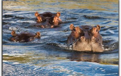 Living Museum und Hippos