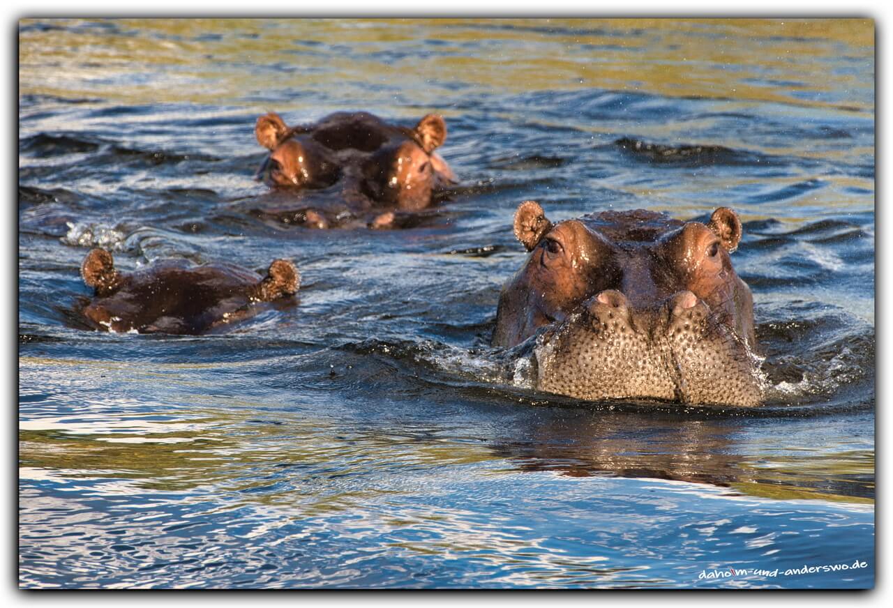 namibia-hippos-nilpferd- kongola river 02