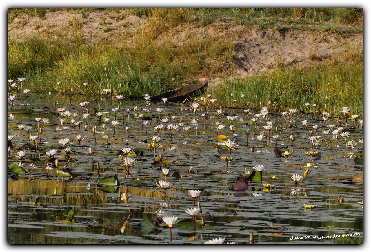 namibia-kongola river- seerosen 02