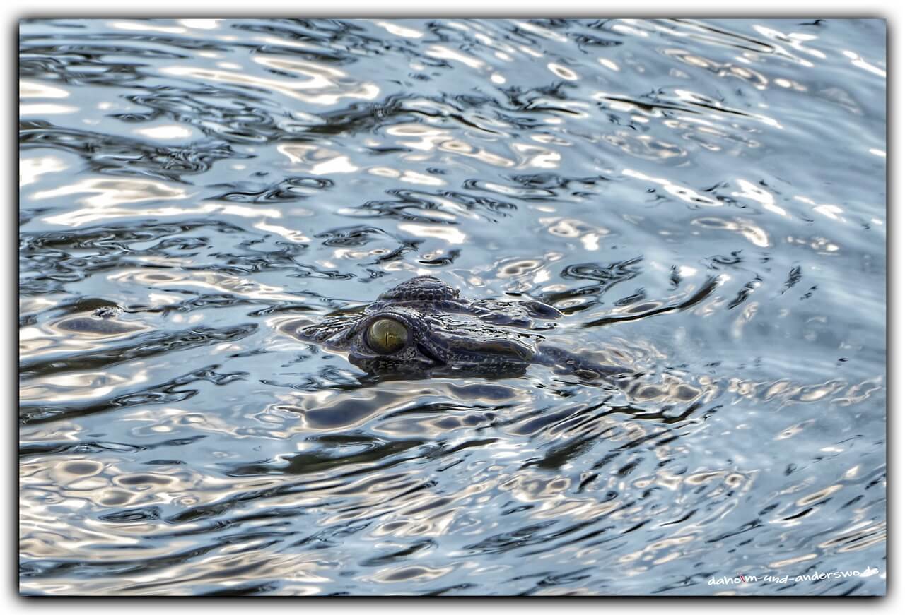 namibia-krokodil- kongola river 01