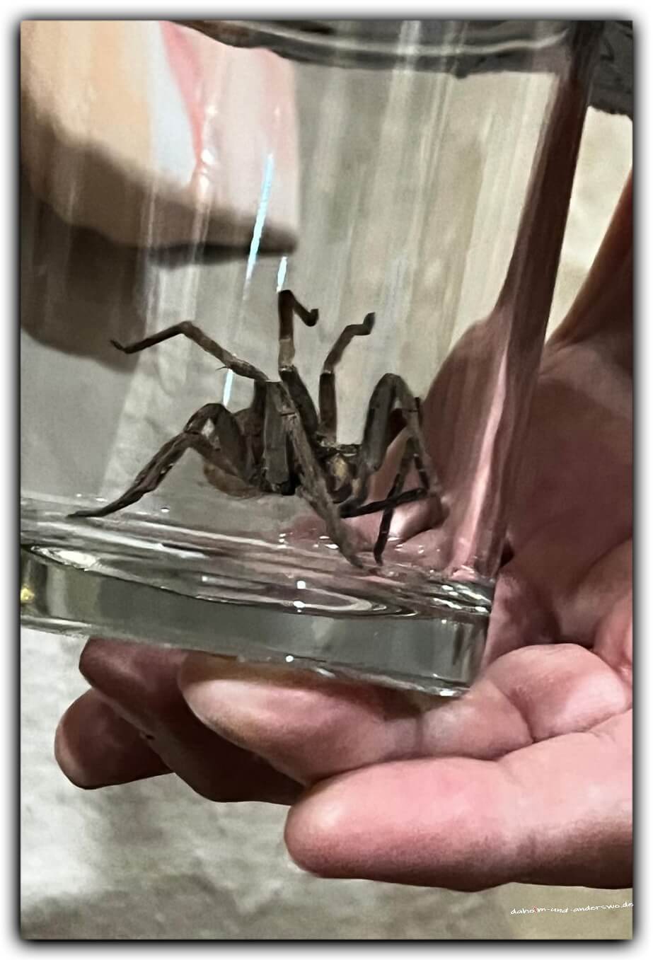spinne-wasserglas-victoria Falls 13