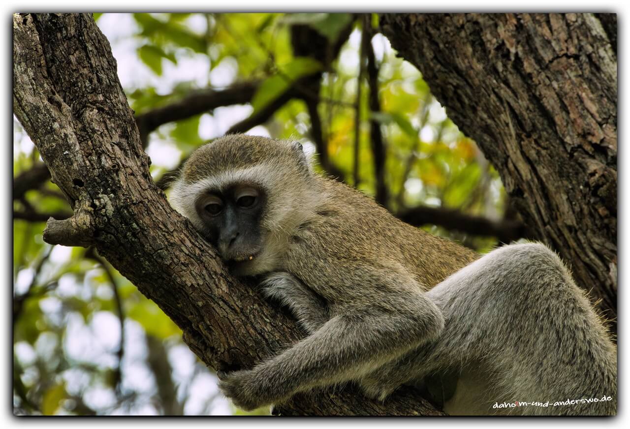 victoria falls-simbabwe- affe 07