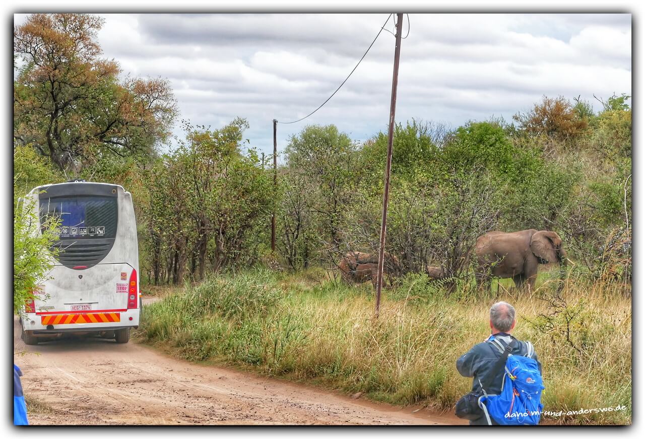 victoria falls-simbabwe-elefant 01