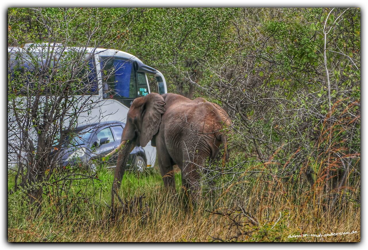 victoria falls-simbabwe-elefant 02