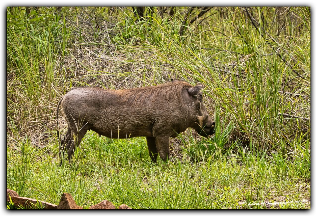 victoria falls-simbabwe- warzenschwein 06