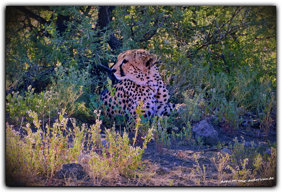 02 ethosha-namibia-gepard-wildtiere 01 02 ethosha namibia gepard wildtiere 01