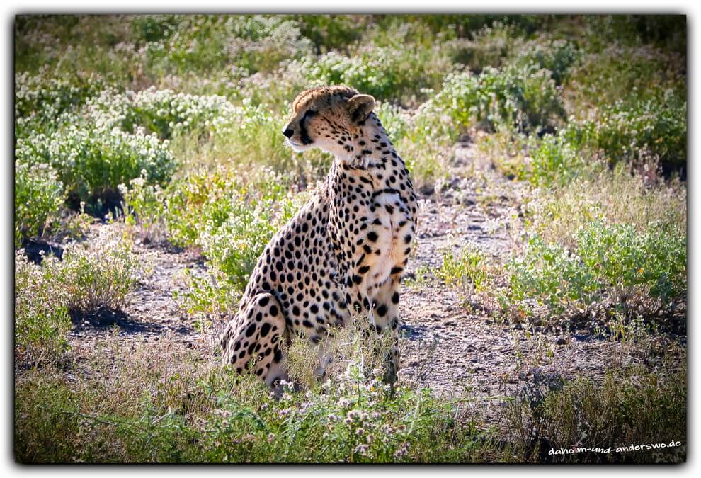 02 ethosha-namibia-gepard-wildtiere 02 02 ethosha namibia gepard wildtiere 02