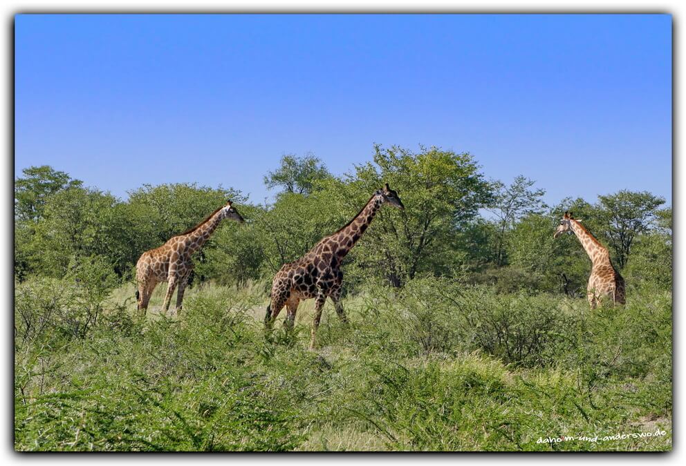 02 ethosha-namibia-giraffe- 02 ethosha namibia giraffe