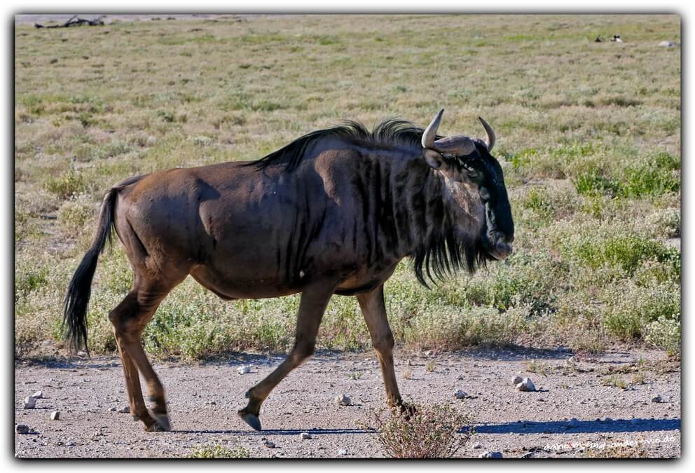 02 ethosha-namibia-gnu-wildtiere 01 02 ethosha namibia gnu wildtiere 01