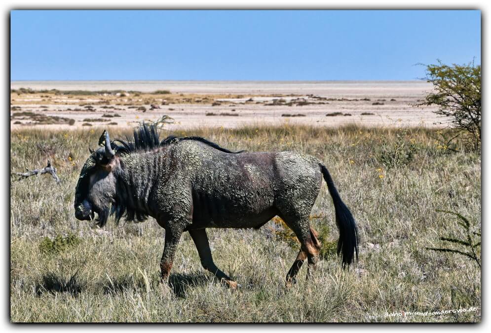 02 ethosha-namibia-gnu-wildtiere 11 02 ethosha namibia gnu wildtiere 11