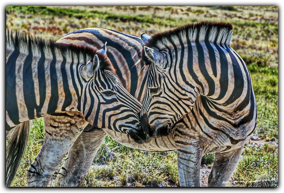 02 ethosha-namibia-zebra-wildtiere 01 02 ethosha namibia zebra wildtiere 01