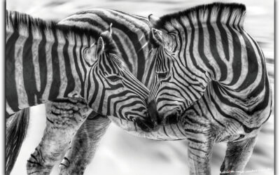 Safari im Etosha-Nationalpark