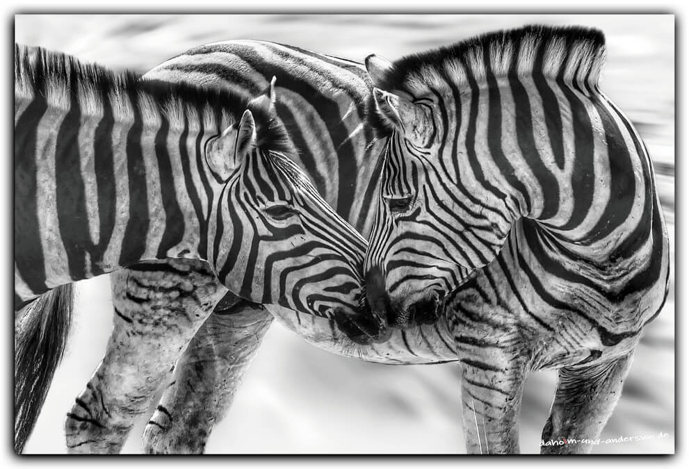 02 ethosha-namibia-zebra-wildtiere 02 02 ethosha namibia zebra wildtiere 02
