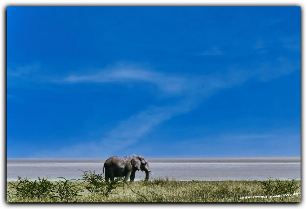 04 etosha -namibia-wildtiere-elefanten-salzpfanne 02 04 etosha namibia wildtiere elefanten salzpfanne 02