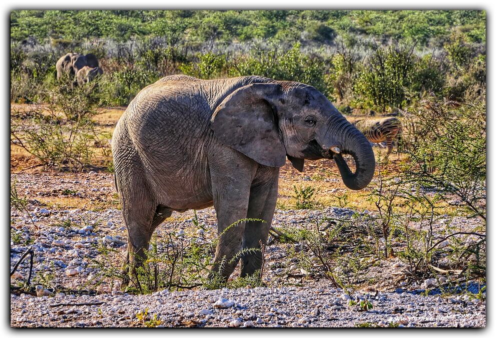 06 etosha-namibia-elefanten-wildtiere - 01 06 etosha namibia elefanten wildtiere 01