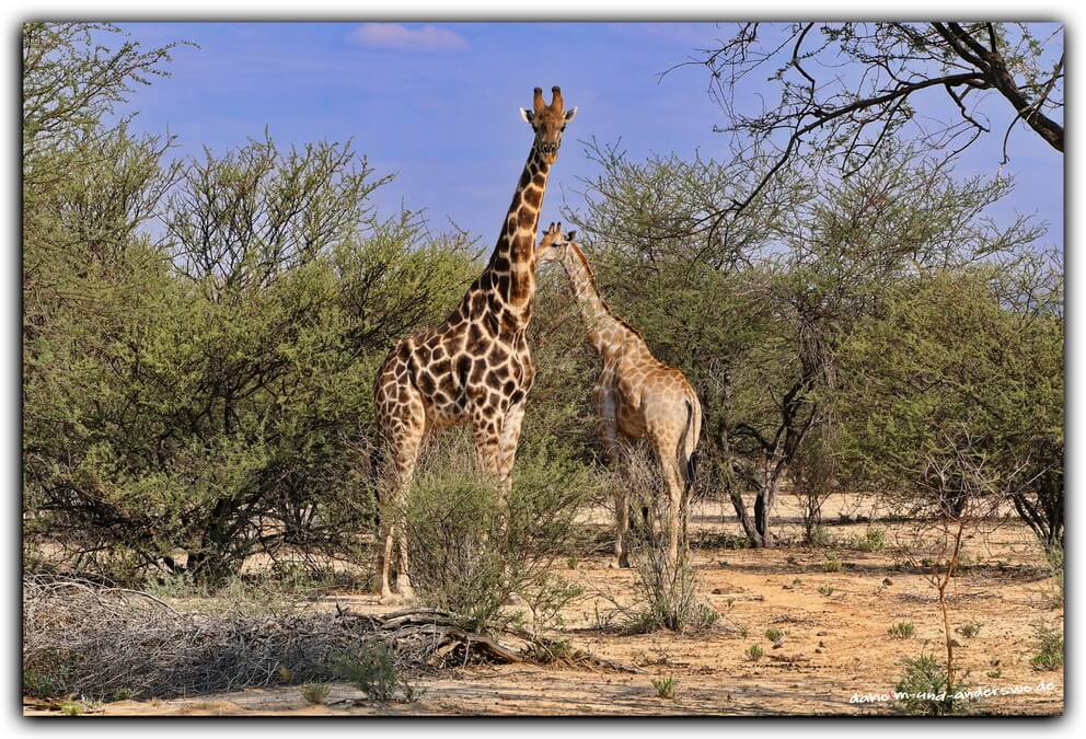 06 etosha-namibia-giraffen-wildtiere - 03 06 etosha namibia giraffen wildtiere 03