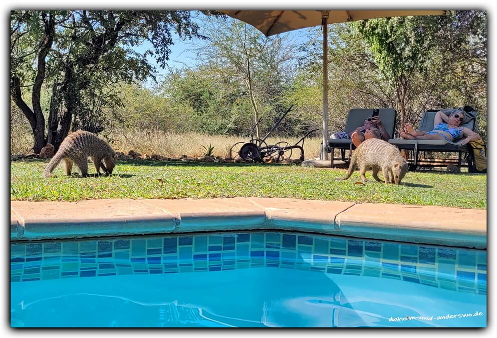 06 etosha-namibia-mungo-zebramanguste 01