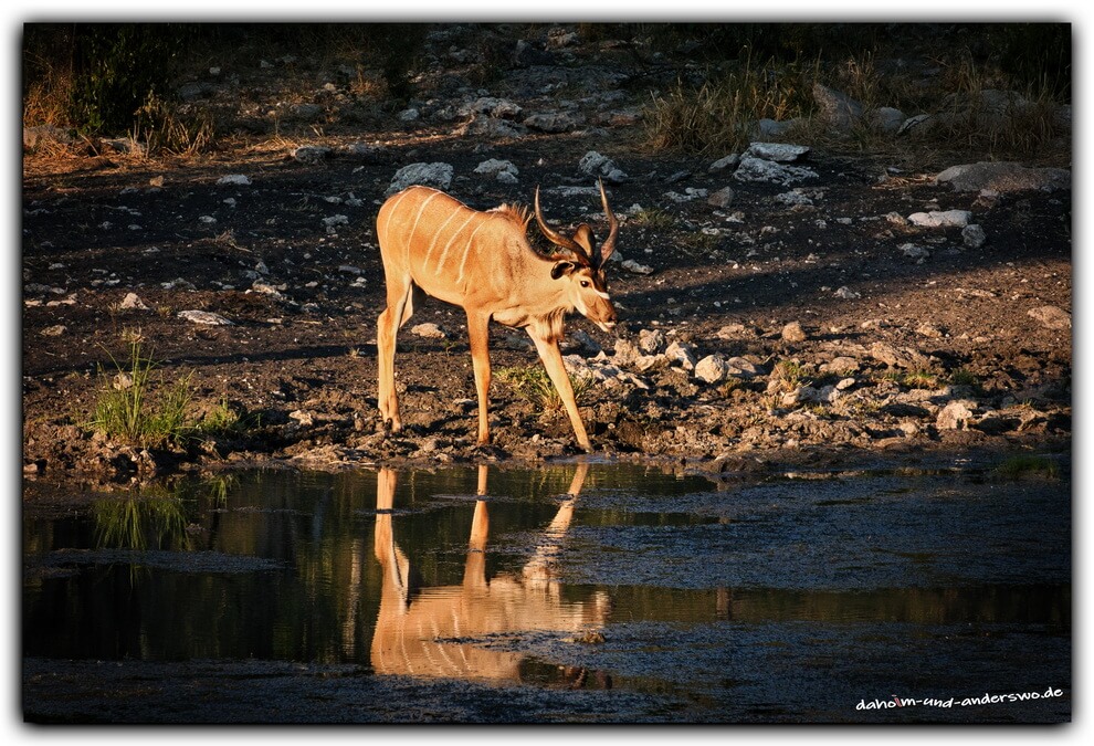 06 etosha-namibia-wasserloch-nacht06